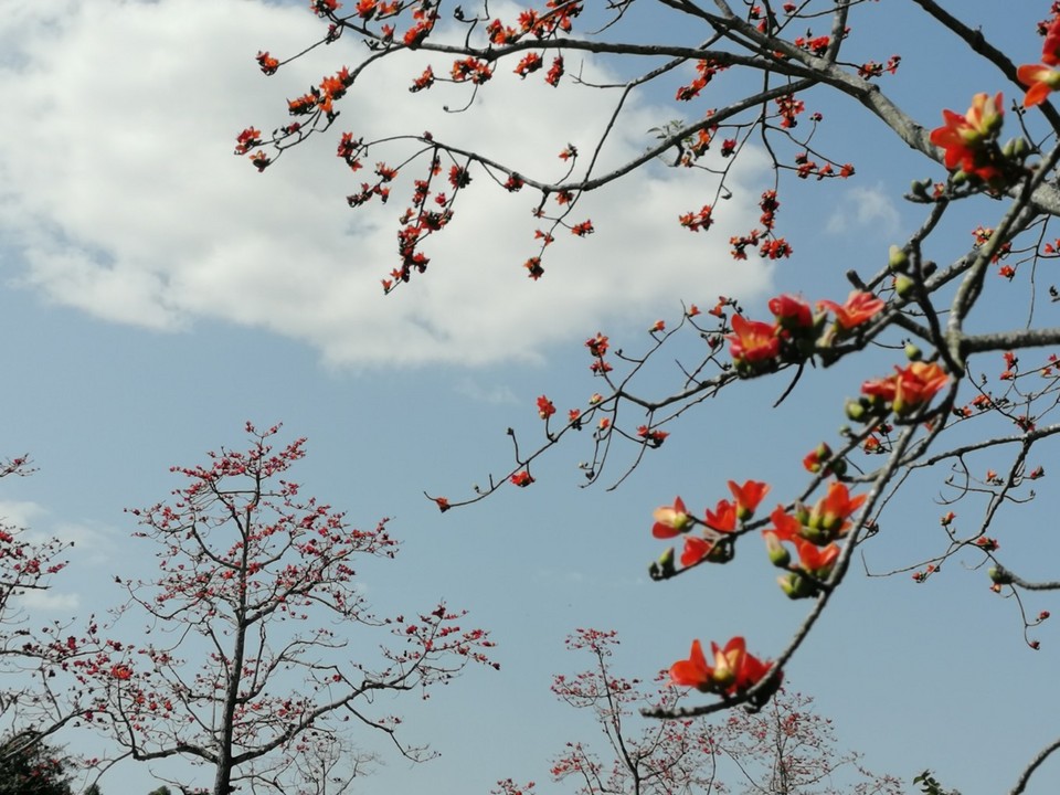 木棉花